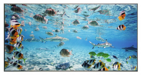 Obraz - Tropikalne ryby - Decograph 2AP3332 na płycie 101x51 cm. - Obrazy Reprodukcje Ramy | ergopaul.pl