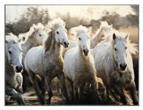 Obraz - Stado koni Camargue - kolorowa fotografia dzikich koni II- reprodukcja na płycie 3SU983 81x61 cm. - Obrazy Reprodukcje Ramy | ergopaul.pl