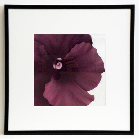 Obraz - Kwiat fioletowego cyklamenu - reprodukcja w czarnej ramie AD355 50x50 cm - Obrazy Reprodukcje Ramy | ergopaul.pl