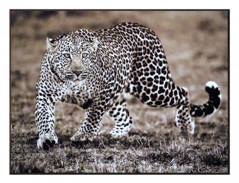 Obraz - Safari - Leopard, fotografia w sepii - reprodukcja na płycie 3AP2045 81x61 cm. - Obrazy Reprodukcje Ramy | ergopaul.pl
