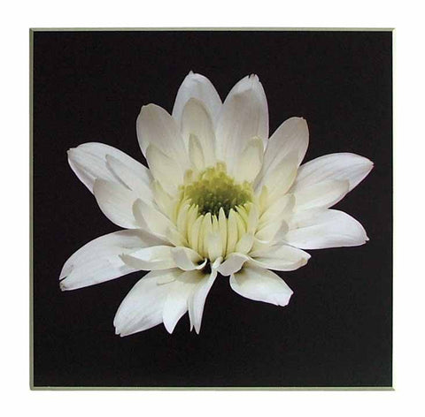 Obraz - Biały kwiat na czarnym tle - reprodukcja na płycie GFO1004 71x71 cm - Obrazy Reprodukcje Ramy | ergopaul.pl