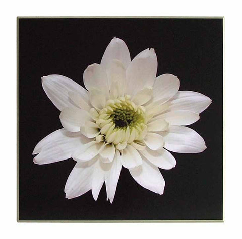 Obraz - Biały kwiat na czarnym tle - reprodukcja na płycie GFO1003 71x71 cm - Obrazy Reprodukcje Ramy | ergopaul.pl