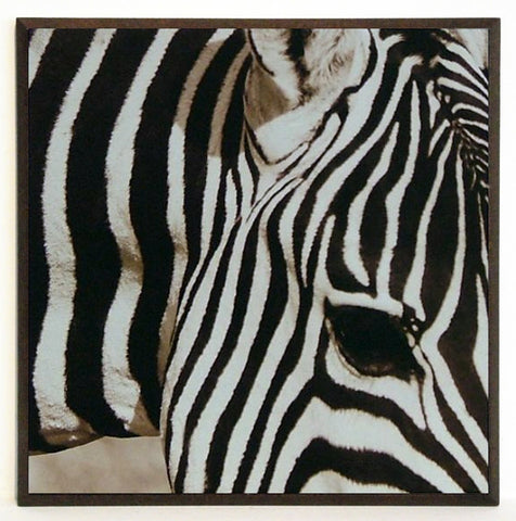 Obraz - Safari, zebra - reprodukcja na płycie A6476 31x31 cm. OSTATNIA SZTUKA! - Obrazy Reprodukcje Ramy | ergopaul.pl