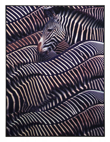 Obraz - Safari - Zebry, Kenia, fotografia - reprodukcja 3AP3247 na płycie  61x81 cm - Obrazy Reprodukcje Ramy | ergopaul.pl
