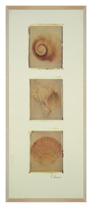 Obraz - Muszle, tryptyk - reprodukcja A1229 na płycie 19x46 cm. - Obrazy Reprodukcje Ramy | ergopaul.pl