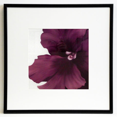 Obraz - Kwiat fioletowego cyklamenu - reprodukcja w czarnej ramie AD354 50x50 cm - Obrazy Reprodukcje Ramy | ergopaul.pl