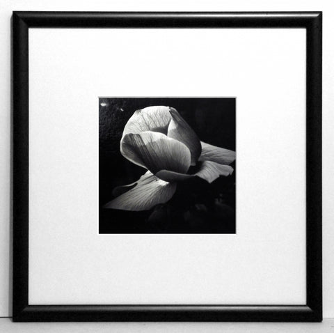 Obraz - Fotografie kwiatów, róża - reprodukcja w ramie z passe-partout CS0260 30x30 cm - Obrazy Reprodukcje Ramy | ergopaul.pl