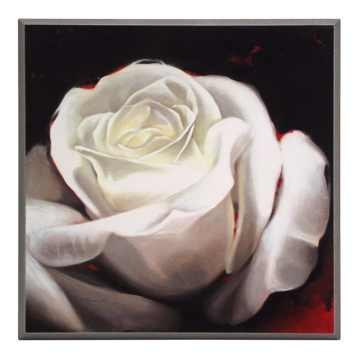 Obraz - Biały kwiat Róży na czarnym tle - reprodukcja AWO230 na płycie 31x31 cm. - Obrazy Reprodukcje Ramy | ergopaul.pl