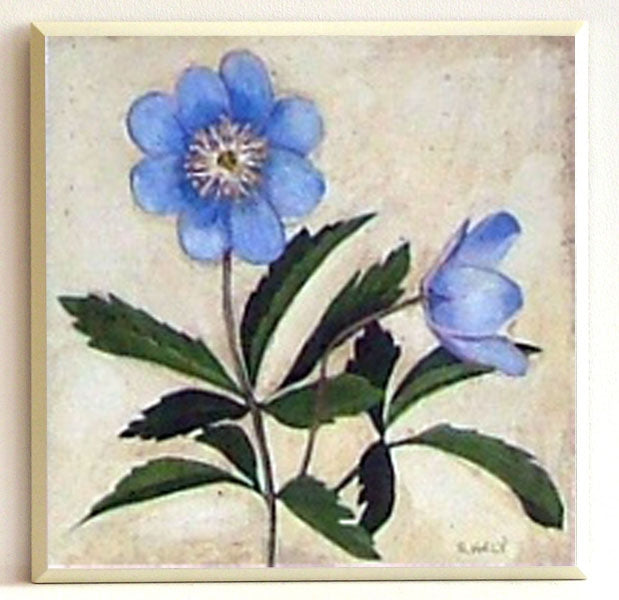 Obraz - Niebieskie kwiaty-Zawilec - reprodukcja na płycie D1257 19x19 cm. - Obrazy Reprodukcje Ramy | ergopaul.pl