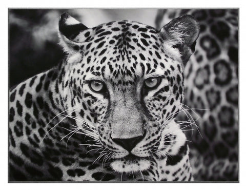 Obraz - dzikie koty - leopard - czarno - biała fotografia - reprodukcja na płycie 3AP2046 81x61 cm. - Obrazy Reprodukcje Ramy | ergopaul.pl