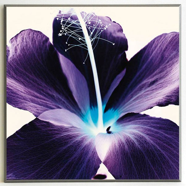 Obraz - Kwiat hibiskusa we fiolecie - Decograph AB1499 51x51 cm - Obrazy Reprodukcje Ramy | ergopaul.pl