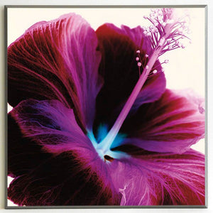 Obraz - Kwiat hibiskusa w czerwieni - Decograph AB1498 51x51 cm - Obrazy Reprodukcje Ramy | ergopaul.pl