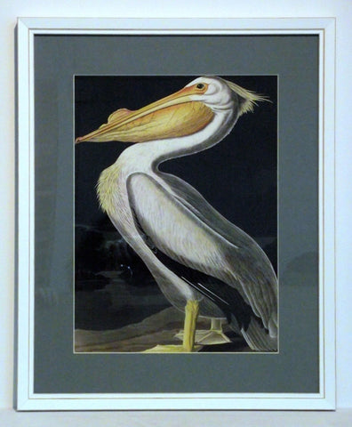 Obraz - J.J.Audubon, Biały Pelikan - reprodukcja w białej ramie z passe-partout 3AA2231 40x50 cm. - Obrazy Reprodukcje Ramy | ergopaul.pl