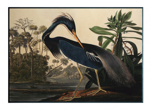 Obraz - J.J.Audubon-Czapla z Luizjany - reprodukcja 3AA4974-70 na płycie 71x51 cm. - Obrazy Reprodukcje Ramy | ergopaul.pl
