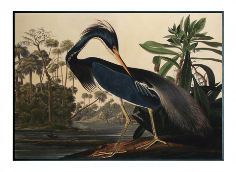 Obraz - J.J.Audubon-Czapla z Luizjany - reprodukcja 3AA4974-70 na płycie 71x51 cm. - Obrazy Reprodukcje Ramy | ergopaul.pl