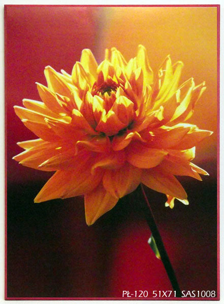 Obraz - Kwiaty w czerwieni, Dalia - reprodukcja na płycie SAS1008 51x71 cm - Obrazy Reprodukcje Ramy | ergopaul.pl