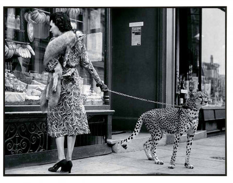 Obraz - Gepard w mieście, przed witryną butiku, czarno-biała fotografia - reprodukcja 3AP2747 na płycie  71x51 cm - Obrazy Reprodukcje Ramy | ergopaul.pl