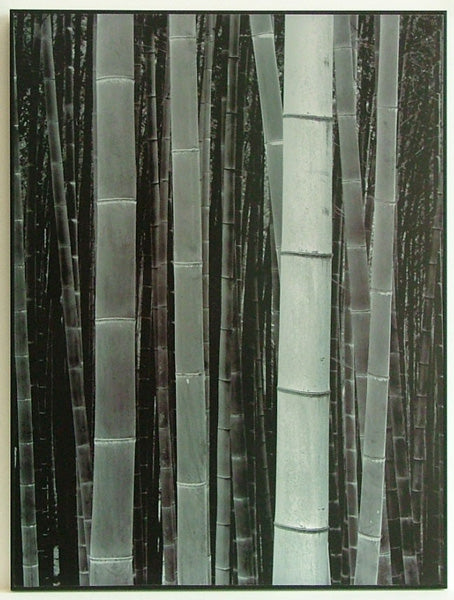 Obraz - Bambusy - reprodukcja na płycie 10383 45x60 cm - Obrazy Reprodukcje Ramy | ergopaul.pl