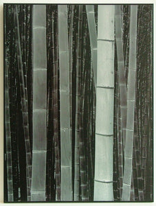 Obraz - Bambusy - reprodukcja na płycie 10383 45x60 cm - Obrazy Reprodukcje Ramy | ergopaul.pl