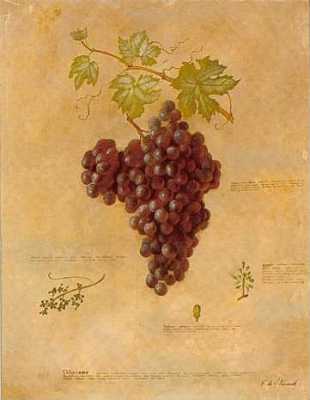 Obraz - Kiść winogrona, rysunek botaniczny - reprodukcja A1017 na płycie 35x45 cm. - Obrazy Reprodukcje Ramy | ergopaul.pl