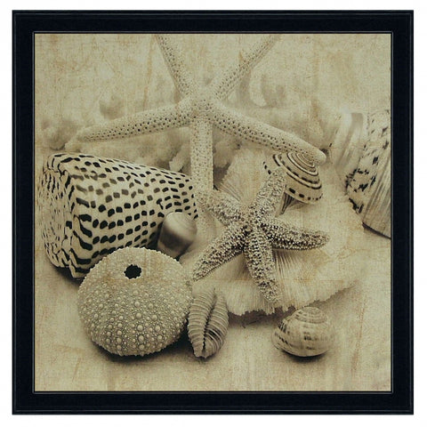 Obraz - Muszle, morskie skarby, fotografia w sepii - reprodukcja IS5203 oprawiona w ramę 50x50 cm - Obrazy Reprodukcje Ramy | ergopaul.pl