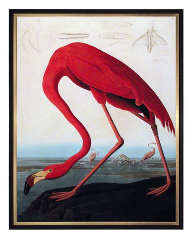 Obraz - J.J. Audubon, Czerwony Flaming - reprodukcja w ramie 3AA2230 60x80 cm.