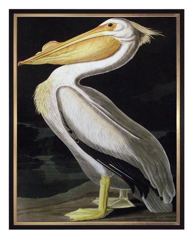 Obraz - J.J. Audubon, Biały Pelikan - reprodukcja w ramie 3AA2231 60x80 cm.