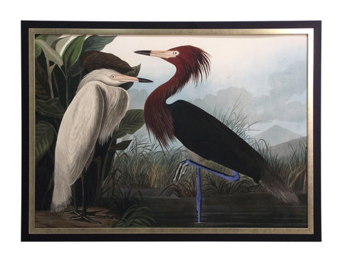 Obraz - J.J. Audubon, Czapla Purpurowa - reprodukcja 3AA4975 w ramie 70x50 cm.