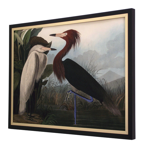 Obraz - J.J. Audubon, Czapla Purpurowa - reprodukcja 3AA4975 w ramie 70x50 cm.