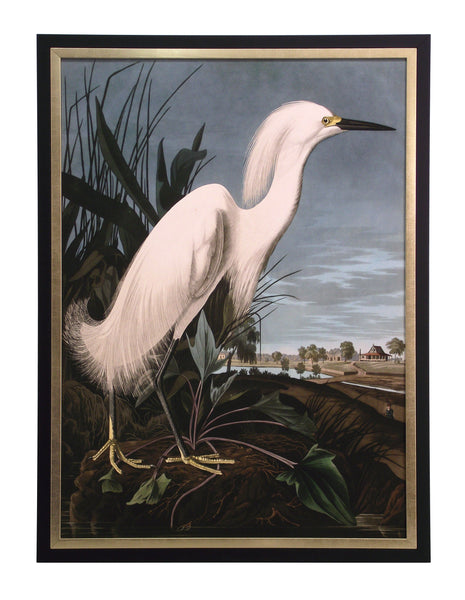 Obraz - J.J. Audubon, Czapla Biała - reprodukcja 3AA4977 w ramie 50x70 cm.