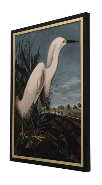 Obraz - J.J. Audubon, Czapla Biała - reprodukcja 3AA4977 w ramie 50x70 cm.
