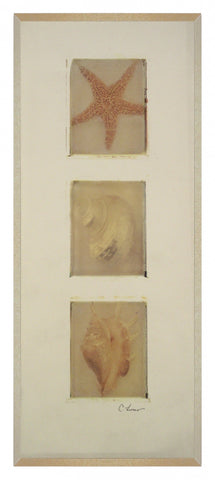 Obraz - Muszle, tryptyk - reprodukcja A1230 na płycie 19x46 cm. - Obrazy Reprodukcje Ramy | ergopaul.pl