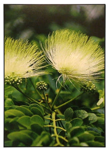Obraz - Kwiat, zdjęcie - reprodukcja na płycie RL1065 51x71 cm - Obrazy Reprodukcje Ramy | ergopaul.pl
