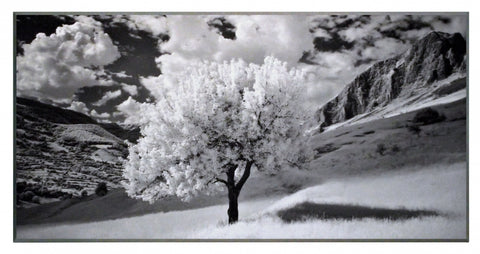 Obraz - Kwitnące drzewo, czarno-biała fotografia - reprodukcja na płycie 2AP1662 101x51 cm - Obrazy Reprodukcje Ramy | ergopaul.pl