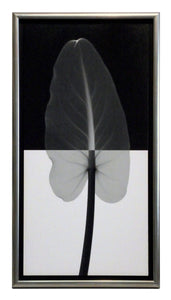 Obraz - Liść na czarno - białym tle, fotografia X-Ray - reprodukcja SM209U w ramie 30x61 cm - Obrazy Reprodukcje Ramy | ergopaul.pl