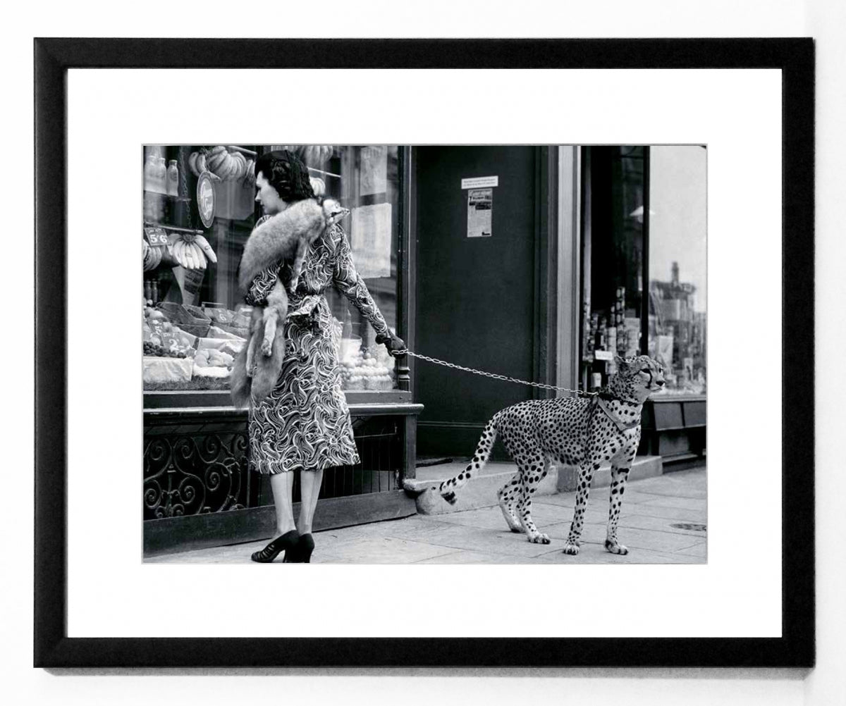 Obraz - Gepard w mieście, przed witryną butiku, czarno-biała fotografia - reprodukcja 3AP2747-40 oprawiona w ramę 50x40 cm - Obrazy Reprodukcje Ramy | ergopaul.pl