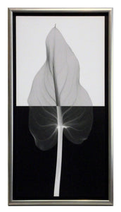 Obraz - Liść na biało-czarnym tle, fotografia X-Ray - reprodukcja SM210U w ramie 30x61 cm - Obrazy Reprodukcje Ramy | ergopaul.pl