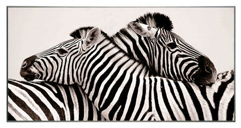 Obraz - Dwie zebry - reprodukcja fotografii na płycie 2AP3294 101x51 cm - Obrazy Reprodukcje Ramy | ergopaul.pl