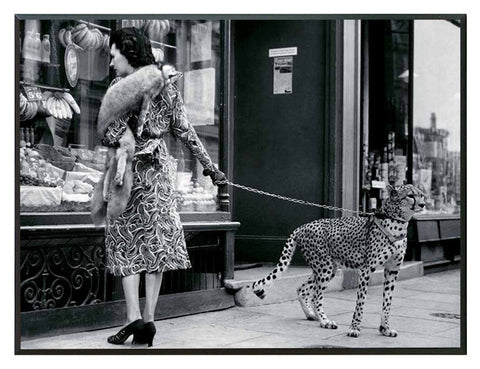 Obraz - Gepard w mieście, przed witryną butiku, czarno-biała fotografia - reprodukcja 3AP2747-40 na płycie  41x31 cm - Obrazy Reprodukcje Ramy | ergopaul.pl
