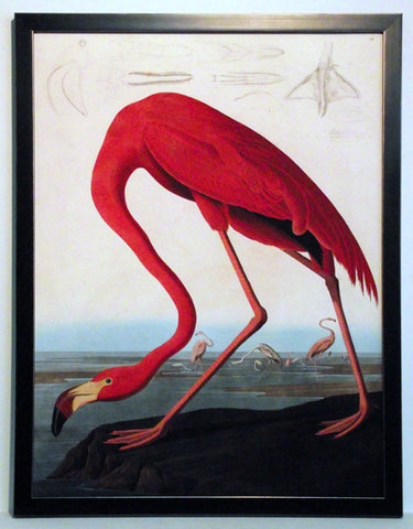 Obraz - J.J.Audubon, Czerwony Flaming - reprodukcja w ramie 3AA2230 60x80 cm. - Obrazy Reprodukcje Ramy | ergopaul.pl