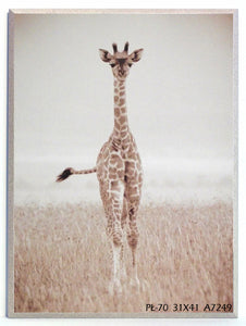 Obraz - Żyrafa, fotografia - reprodukcja na płycie A7249 31x41 cm - Obrazy Reprodukcje Ramy | ergopaul.pl