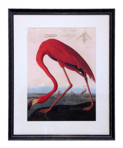 Obraz - J.J.Audubon, Czerwony Flaming - reprodukcja w czarnej ramie z passe-partout 3AA2230 40x50 cm. - Obrazy Reprodukcje Ramy | ergopaul.pl