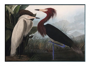 Obraz - J.J.Audubon-Czapla Purpurowa - reprodukcja 3AA4975-70 na płycie 71x51 cm. - Obrazy Reprodukcje Ramy | ergopaul.pl