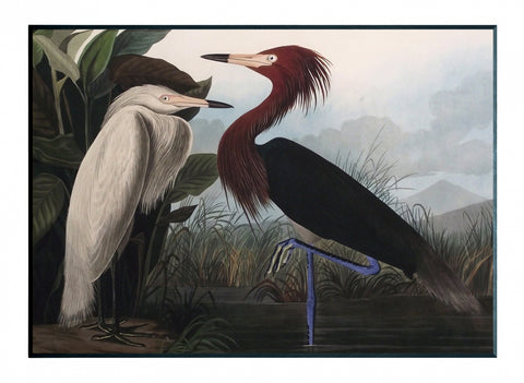 Obraz - J.J.Audubon-Czapla Purpurowa - reprodukcja 3AA4975-70 na płycie 71x51 cm. - Obrazy Reprodukcje Ramy | ergopaul.pl