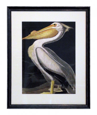 Obraz - J.J.Audubon, Biały Pelikan - reprodukcja w czarnej ramie z passe-partout 3AA2231 40x50 cm. - Obrazy Reprodukcje Ramy | ergopaul.pl