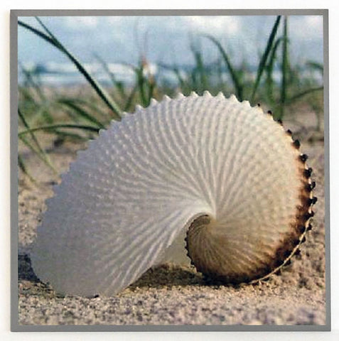 Obraz - Tropiki, muszla na piasku - reprodukcja na płycie A6615 31x31 cm - Obrazy Reprodukcje Ramy | ergopaul.pl