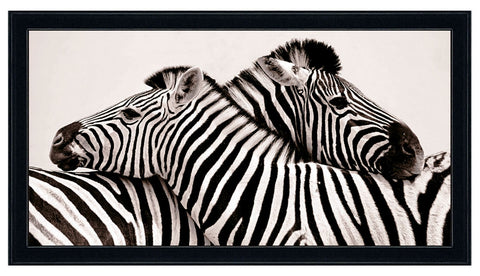 Obraz - Safari - Dwie zebry - reprodukcja fotografii w ramie 2AP3294 100x50 cm - Obrazy Reprodukcje Ramy | ergopaul.pl