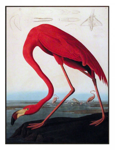 Obraz - J.J.Audubon, Czerwony Flaming - reprodukcja na płycie 3AA2230 61x81 cm. - Obrazy Reprodukcje Ramy | ergopaul.pl