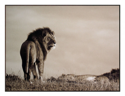 Obraz - safari - lew, fotografia w sepii - reprodukcja na płycie 3AP2044 81x61 cm. - Obrazy Reprodukcje Ramy | ergopaul.pl