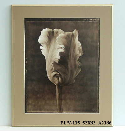 Obraz - Tulipan papuzi, sepia - reprodukcja na płycie A2166 52x62 cm - Obrazy Reprodukcje Ramy | ergopaul.pl